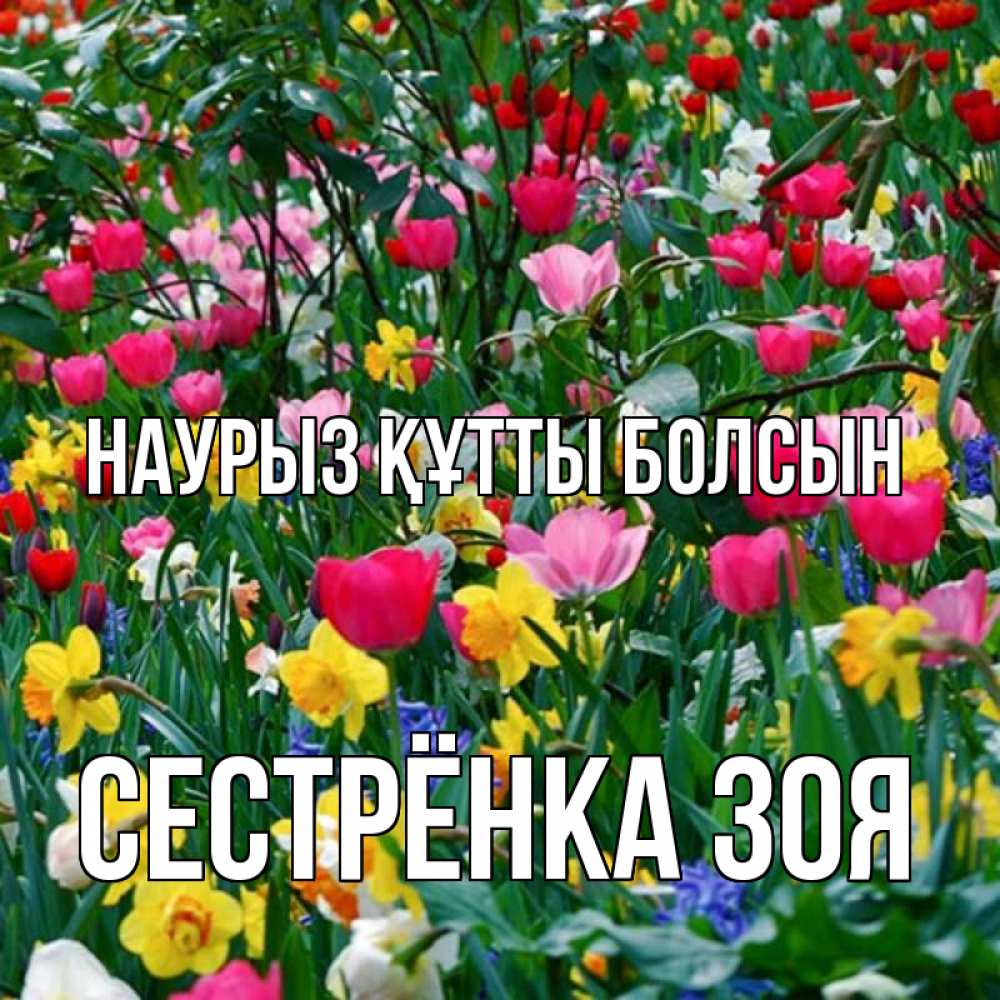 Открытка на каждый день с именем, Сестрёнка-Зоя Наурыз құтты болсын с наурызом поздравления для женщины Прикольная открытка с пожеланием онлайн скачать бесплатно 