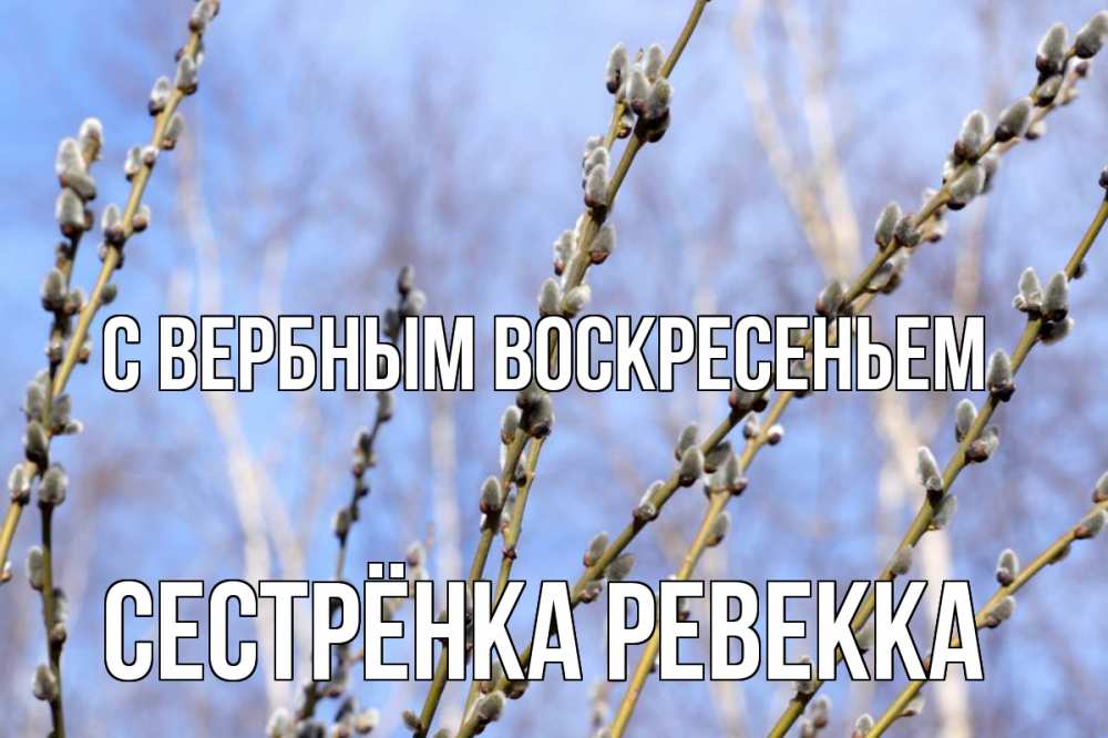 Открытка на каждый день с именем, Сестрёнка-Ревекка С вербным воскресеньем верба Прикольная открытка с пожеланием онлайн скачать бесплатно 