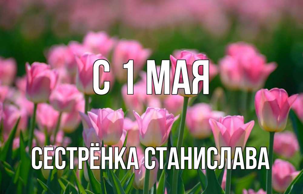 Открытка на каждый день с именем, Сестрёнка-Станислава С 1 мая С 1 мая Прикольная открытка с пожеланием онлайн скачать бесплатно 