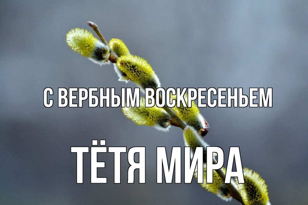 Открытка на каждый день с именем, Тётя-Мира С вербным воскресеньем верба Прикольная открытка с пожеланием онлайн скачать бесплатно 