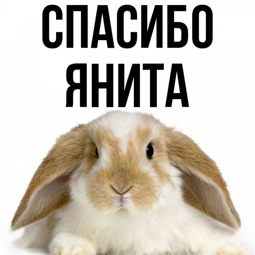 Открытка на каждый день с именем, Янита Спасибо коричнево белый заяц Прикольная открытка с пожеланием онлайн скачать бесплатно 