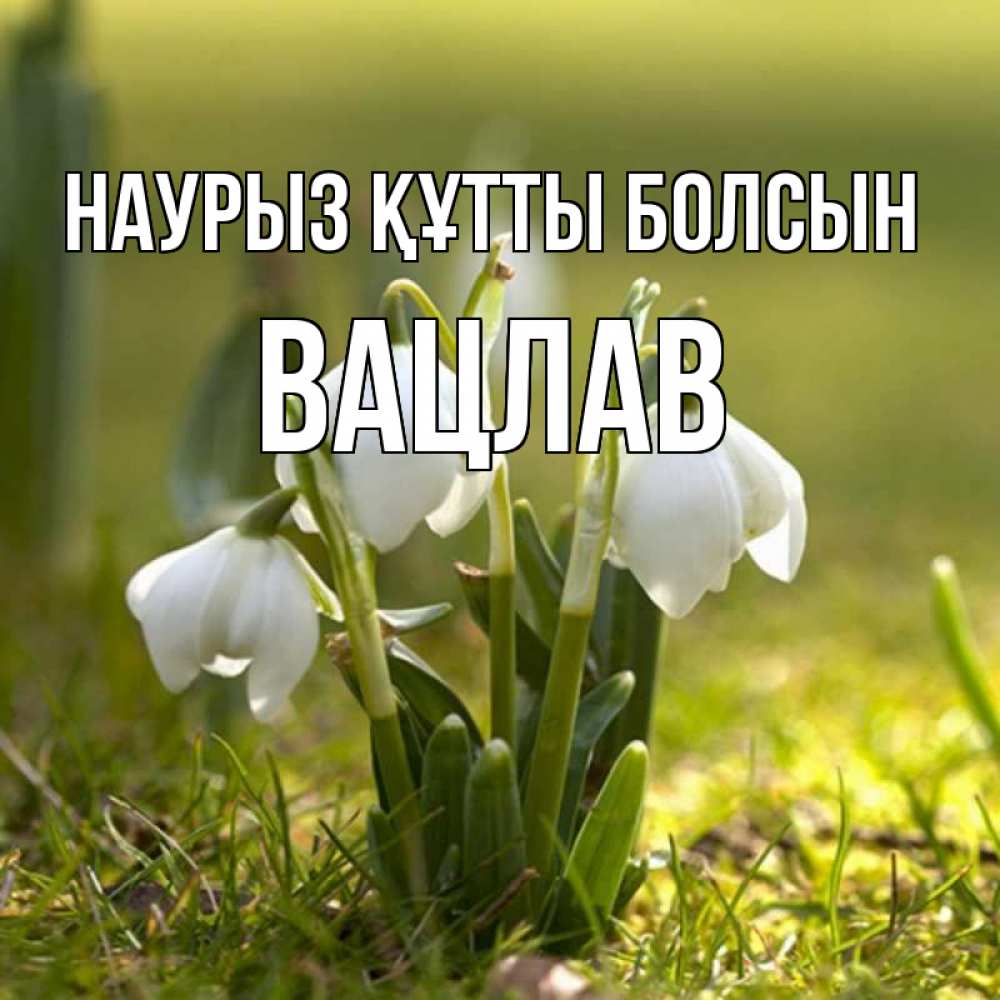 Открытка на каждый день с именем, Вацлав Наурыз құтты болсын ранние цветы 2 Прикольная открытка с пожеланием онлайн скачать бесплатно 