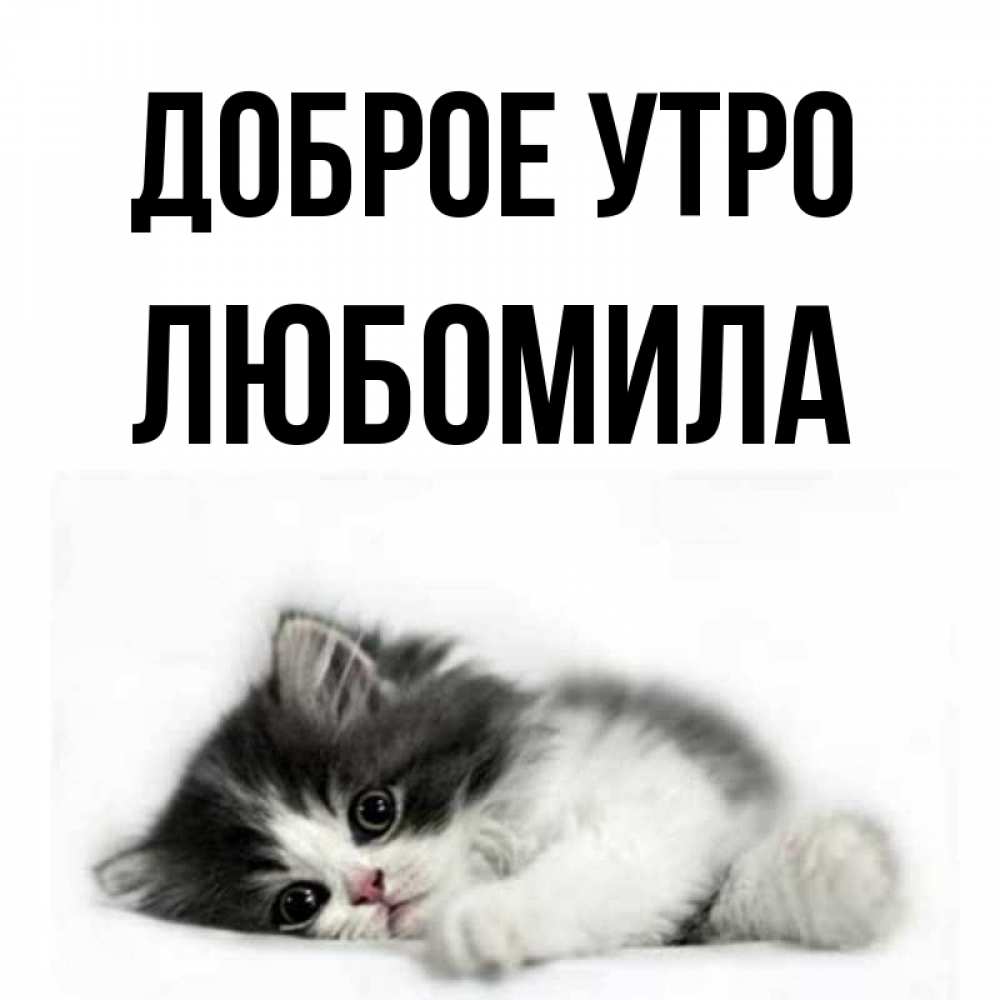 Открытка на каждый день с именем, Любомила Доброе утро кот лапки Прикольная открытка с пожеланием онлайн скачать бесплатно 