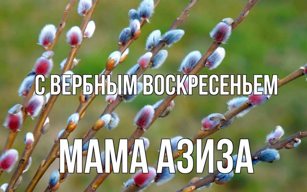Открытка на каждый день с именем, Мама-Азиза С вербным воскресеньем верба Прикольная открытка с пожеланием онлайн скачать бесплатно 