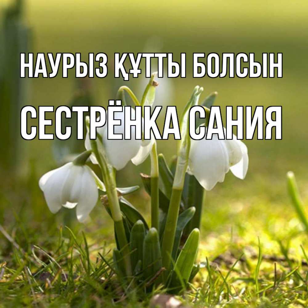 Открытка на каждый день с именем, Сестрёнка-Сания Наурыз құтты болсын ранние цветы 2 Прикольная открытка с пожеланием онлайн скачать бесплатно 