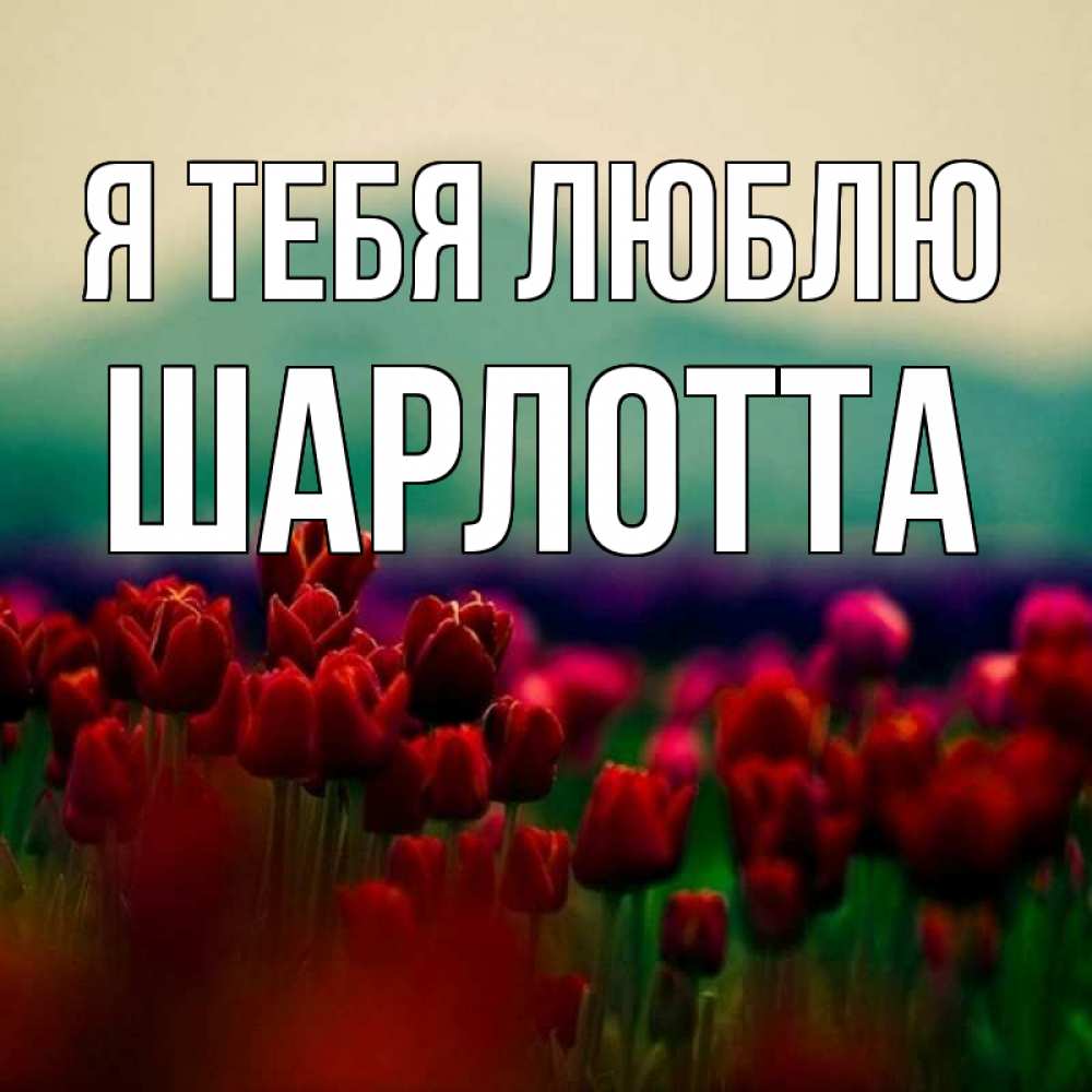 Открытка на каждый день с именем, Шарлотта Я тебя люблю тюльпаны 4 Прикольная открытка с пожеланием онлайн скачать бесплатно 