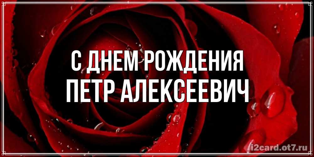 Открытка на каждый день с именем, Петр-Алексеевич С днем рождения крупная бордовая роза Прикольная открытка с пожеланием онлайн скачать бесплатно 