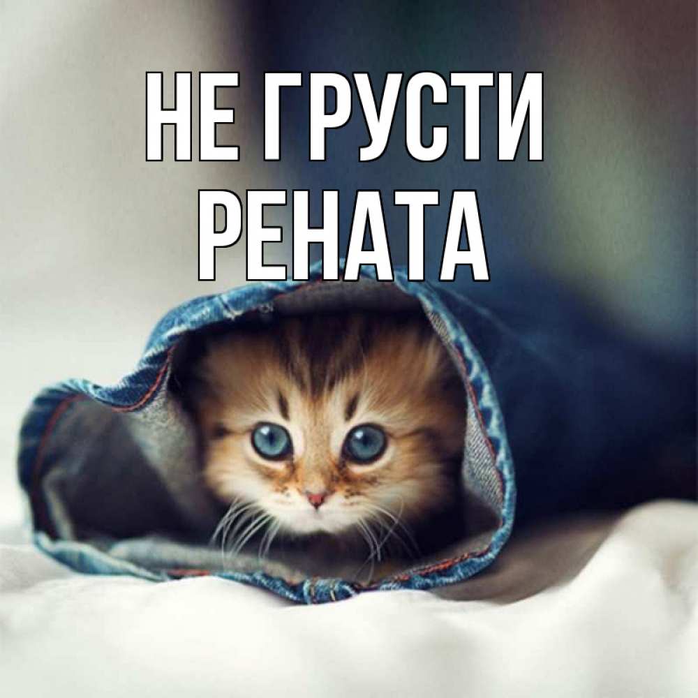 Открытка на каждый день с именем, Рената Не грусти кот в одежде Прикольная открытка с пожеланием онлайн скачать бесплатно 