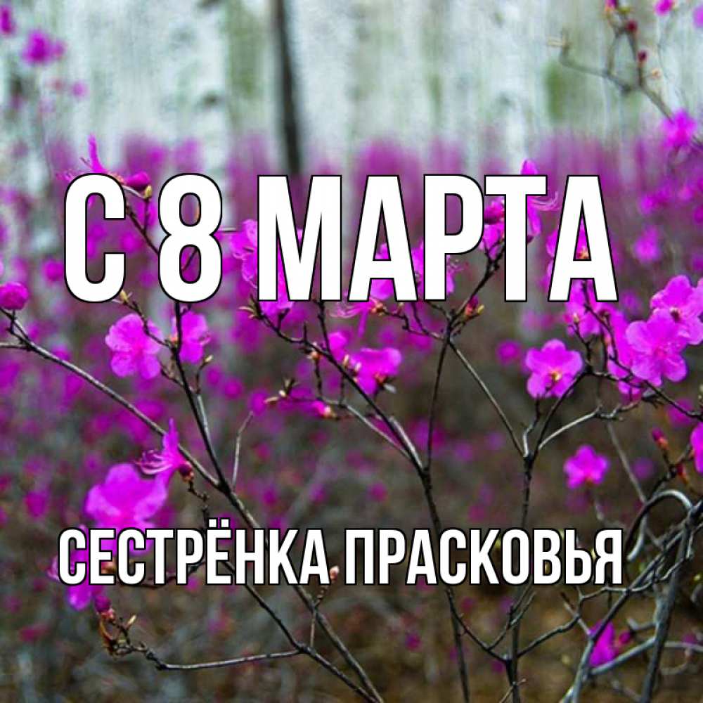 Открытка на каждый день с именем, Сестрёнка-Прасковья С 8 марта дикие цветы Прикольная открытка с пожеланием онлайн скачать бесплатно 