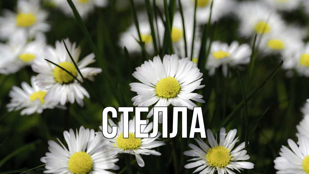 Открытка на каждый день с именем, Стелла Главная с днем семьи  2 Прикольная открытка с пожеланием онлайн скачать бесплатно 