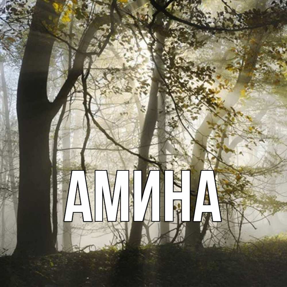 Открытка на каждый день с именем, Амина Главная лес и свет Прикольная открытка с пожеланием онлайн скачать бесплатно 