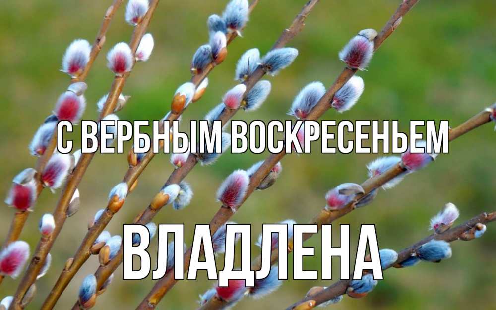 Открытка на каждый день с именем, Владлена С вербным воскресеньем верба Прикольная открытка с пожеланием онлайн скачать бесплатно 