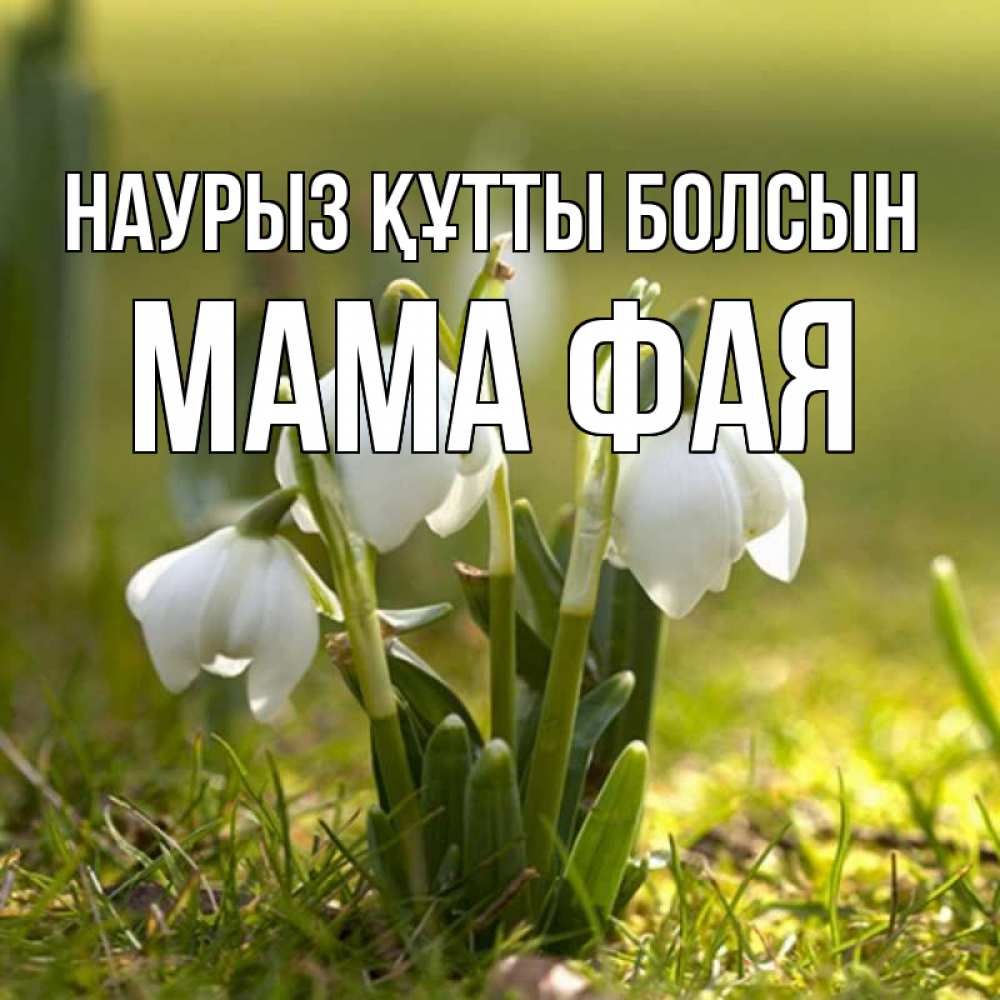 Открытка на каждый день с именем, Мама-Фая Наурыз құтты болсын ранние цветы 2 Прикольная открытка с пожеланием онлайн скачать бесплатно 