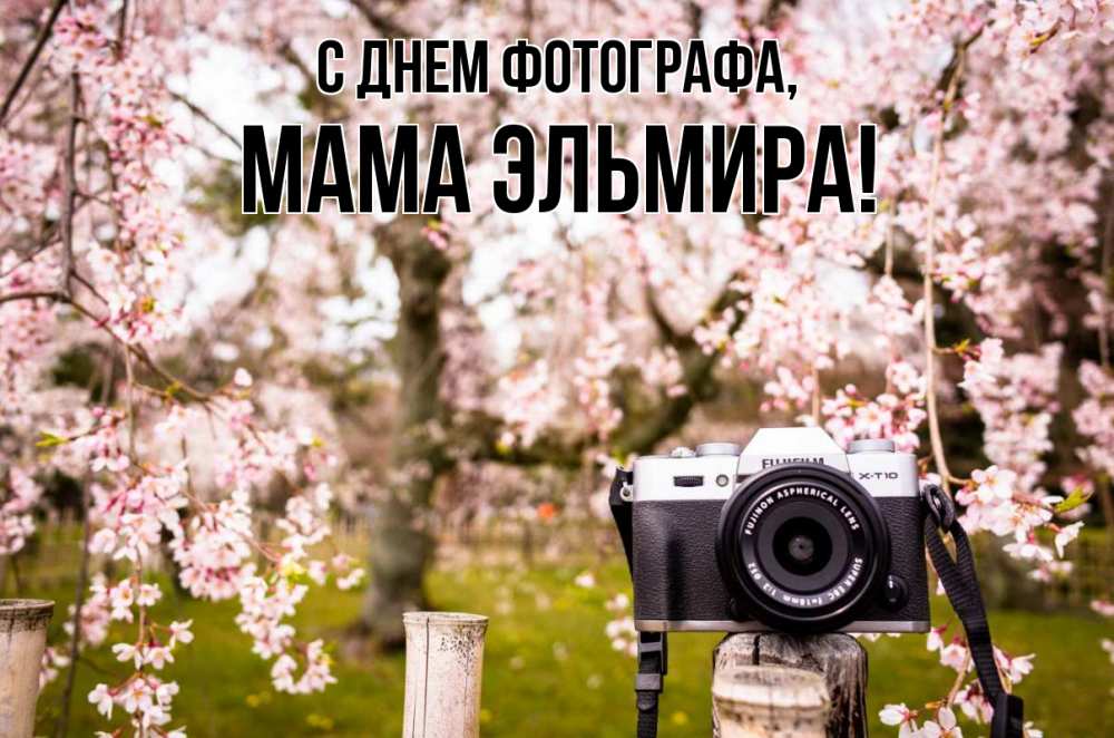 Открытка на каждый день с именем, Мама-Эльмира С днем фотографа сирень с днем фотографа, фотоаппарат Прикольная открытка с пожеланием онлайн скачать бесплатно 