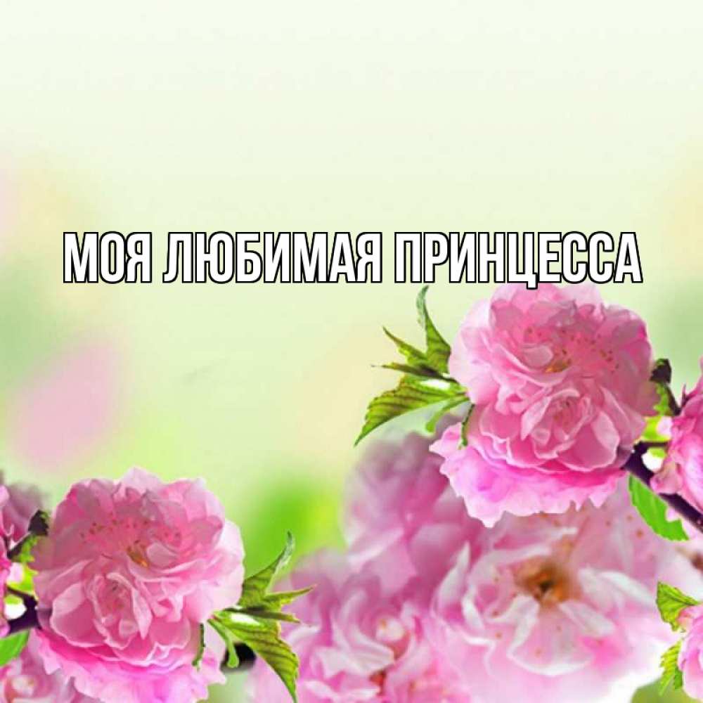 Открытка на каждый день с именем, Моя-Любимая-Принцесса Главная цветы Прикольная открытка с пожеланием онлайн скачать бесплатно 