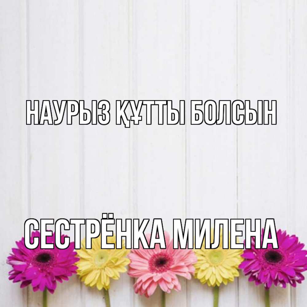 Открытка на каждый день с именем, Сестрёнка-Милена Наурыз құтты болсын женщинам 1 Прикольная открытка с пожеланием онлайн скачать бесплатно 