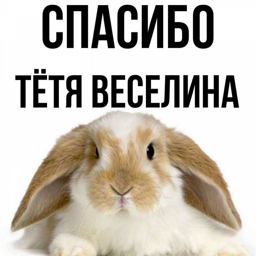 Открытка на каждый день с именем, Тётя-Веселина Спасибо коричнево белый заяц Прикольная открытка с пожеланием онлайн скачать бесплатно 