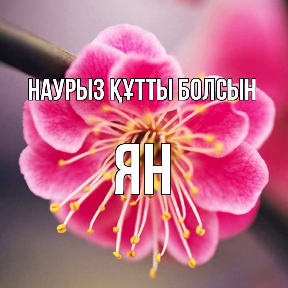 Открытка на каждый день с именем, Ян Наурыз құтты болсын цветы Прикольная открытка с пожеланием онлайн скачать бесплатно 
