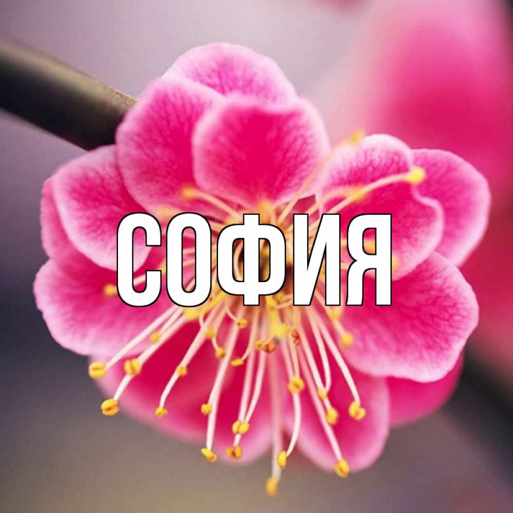 Картинка  с именем , София
