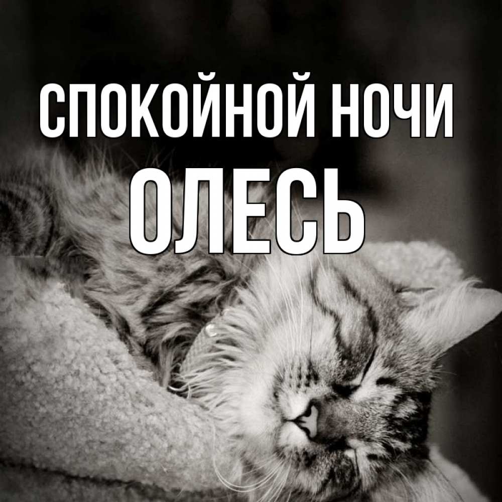 Открытка на каждый день с именем, Олесь Спокойной ночи котярик пушистый Прикольная открытка с пожеланием онлайн скачать бесплатно 