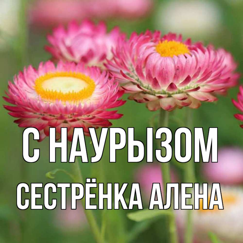 Открытка на каждый день с именем, Сестрёнка-Алена С наурызом подарок на международный женский день Прикольная открытка с пожеланием онлайн скачать бесплатно 