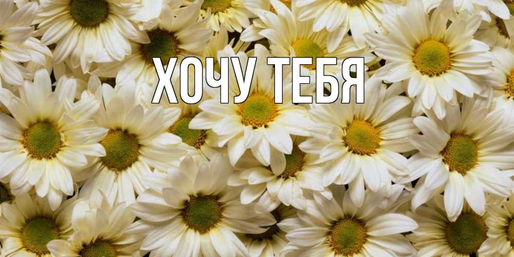 Открытка на каждый день с именем, Хочу-тебя Главная крупные ромашки Прикольная открытка с пожеланием онлайн скачать бесплатно 