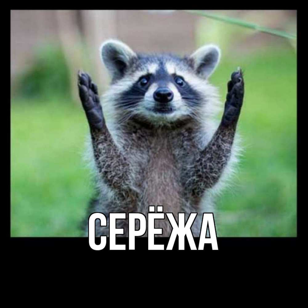 Открытка на каждый день с именем, Серёжа Главная милые животные Прикольная открытка с пожеланием онлайн скачать бесплатно 