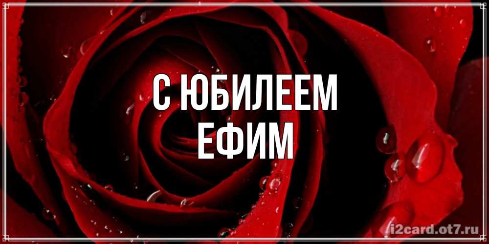 Открытка на каждый день с именем, Ефим С юбилеем крупная бордовая роза Прикольная открытка с пожеланием онлайн скачать бесплатно 