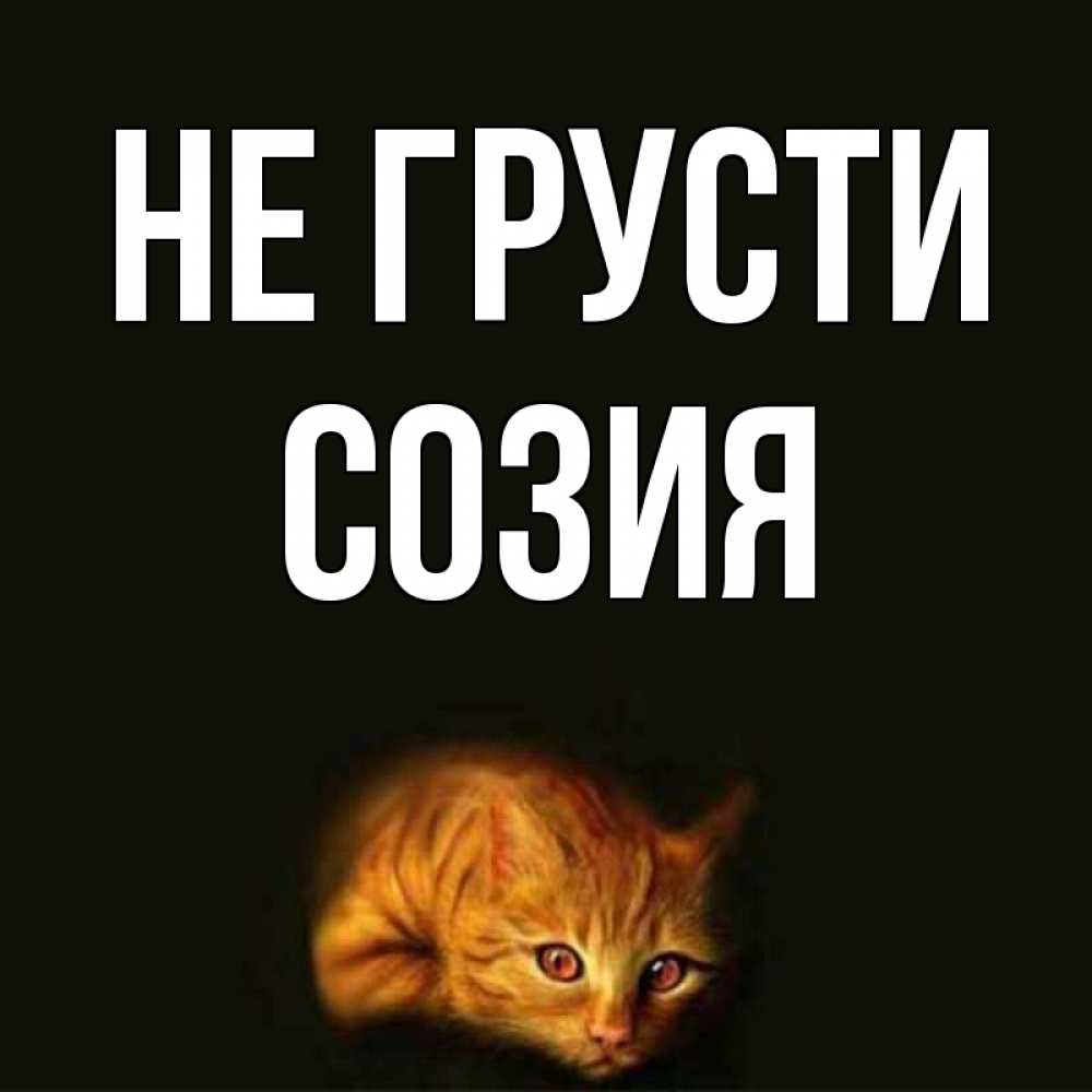 Открытка на каждый день с именем, Созия Не грусти лежащий кот в темноте Прикольная открытка с пожеланием онлайн скачать бесплатно 