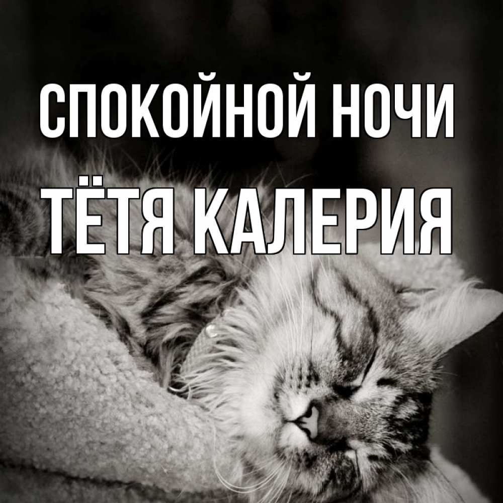 Открытка на каждый день с именем, Тётя-Калерия Спокойной ночи котярик пушистый Прикольная открытка с пожеланием онлайн скачать бесплатно 