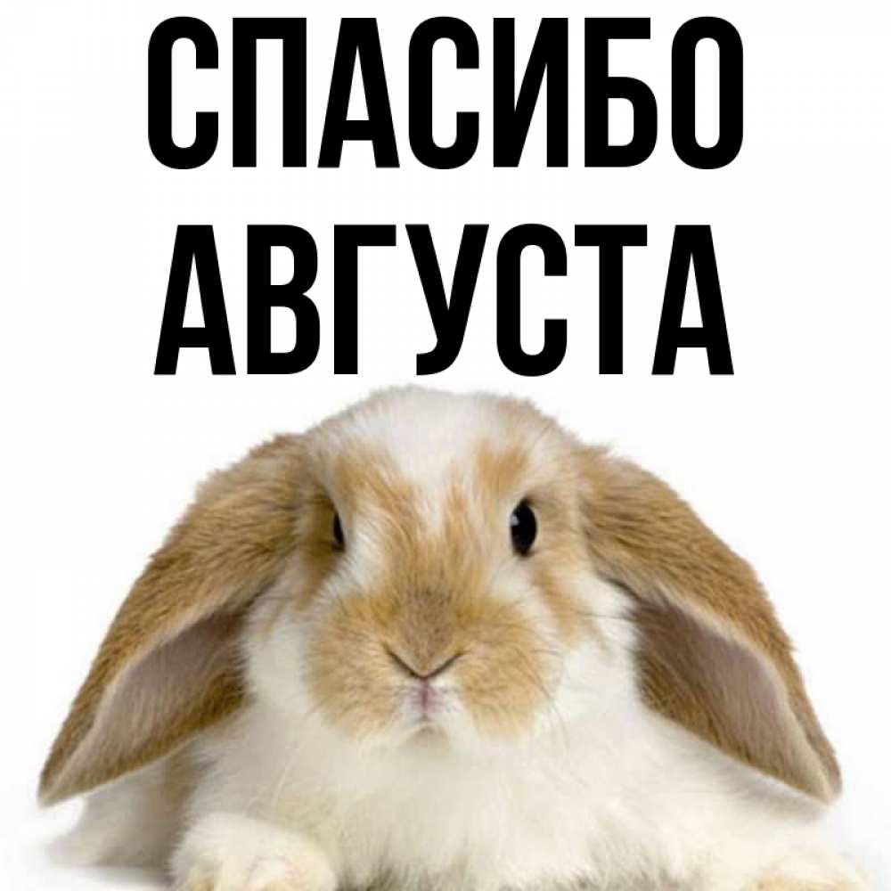 Открытка на каждый день с именем, Августа Спасибо коричнево белый заяц Прикольная открытка с пожеланием онлайн скачать бесплатно 