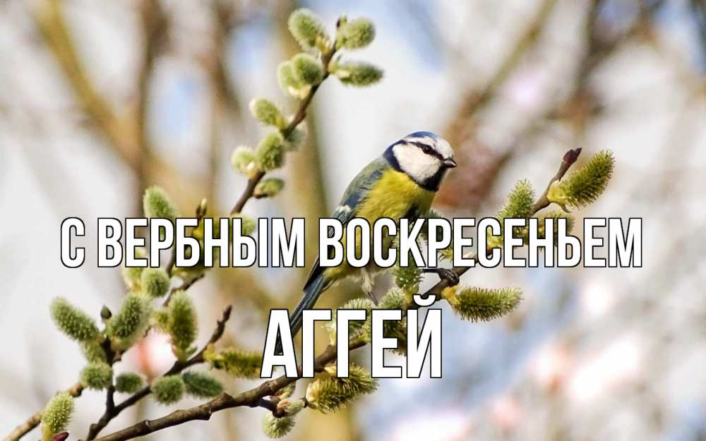 Открытка на каждый день с именем, Аггей С вербным воскресеньем верба Прикольная открытка с пожеланием онлайн скачать бесплатно 