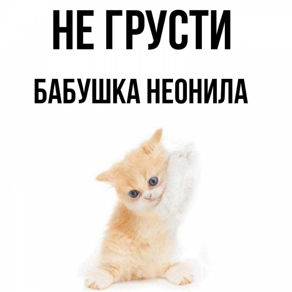 Открытка на каждый день с именем, Бабушка-Неонила Не грусти просящий кот Прикольная открытка с пожеланием онлайн скачать бесплатно 