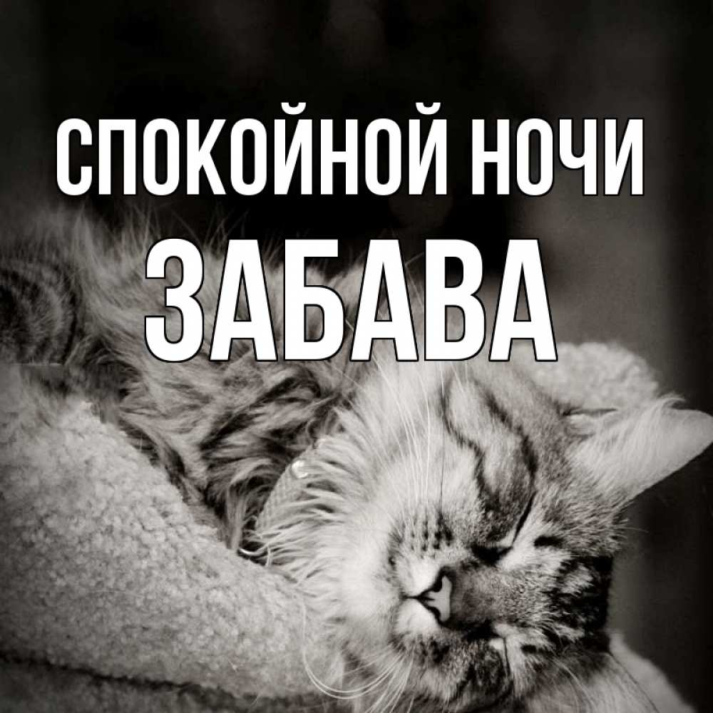 Открытка на каждый день с именем, Забава Спокойной ночи котярик пушистый Прикольная открытка с пожеланием онлайн скачать бесплатно 