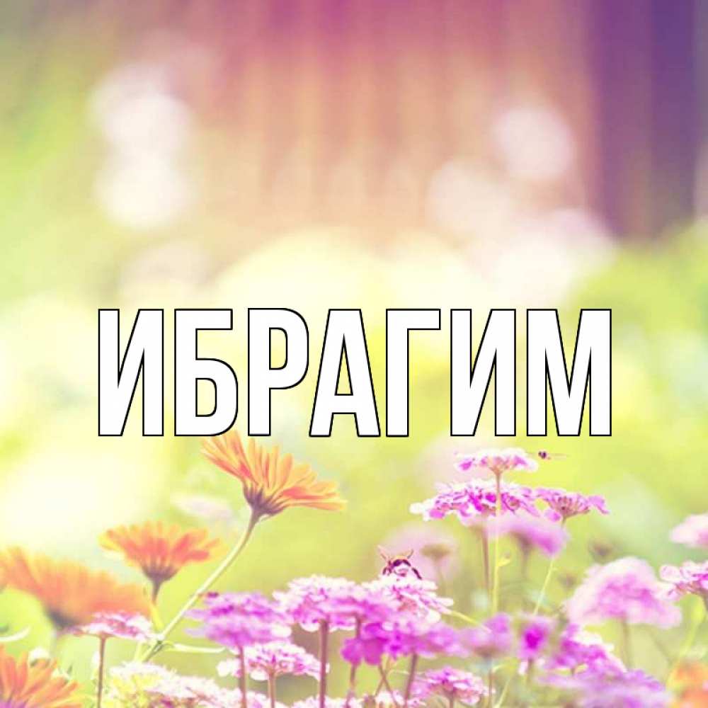 Открытка на каждый день с именем, Ибрагим Главная цветы весна Прикольная открытка с пожеланием онлайн скачать бесплатно 