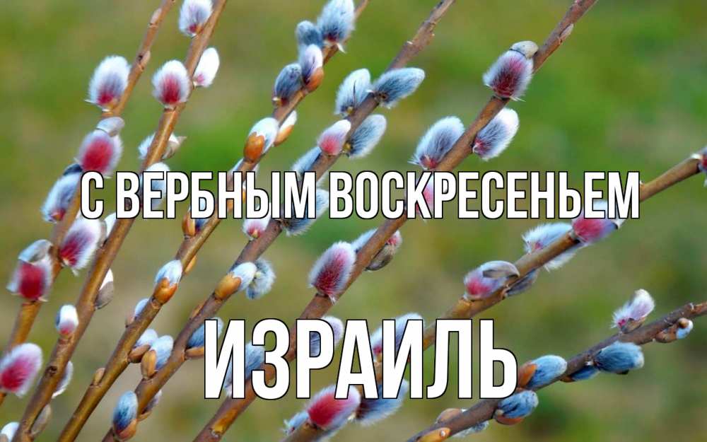 Открытка на каждый день с именем, Израиль С вербным воскресеньем верба Прикольная открытка с пожеланием онлайн скачать бесплатно 