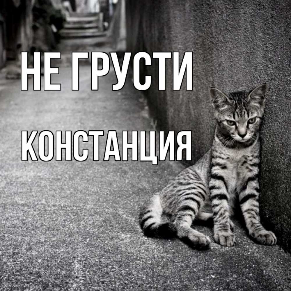 Открытка на каждый день с именем, Констанция Не грусти скучающий котик Прикольная открытка с пожеланием онлайн скачать бесплатно 