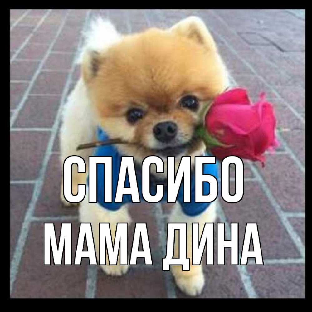 Открытка на каждый день с именем, Мама-Дина Спасибо спасибо и дарю тебе цветок Прикольная открытка с пожеланием онлайн скачать бесплатно 