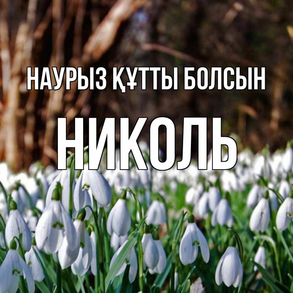 Открытка на каждый день с именем, Николь Наурыз құтты болсын с подснежниками 1 Прикольная открытка с пожеланием онлайн скачать бесплатно 