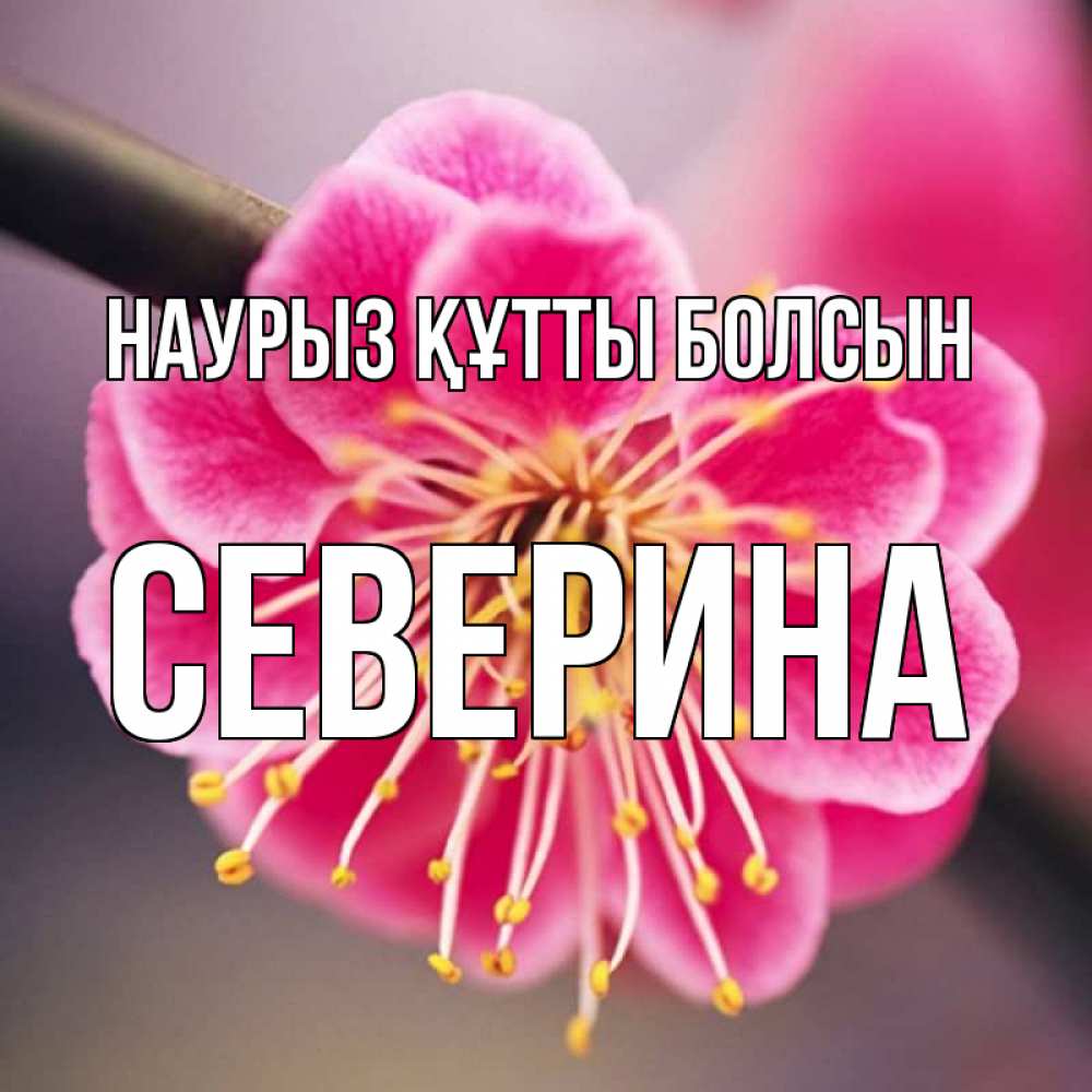 Открытка на каждый день с именем, Северина Наурыз құтты болсын цветы Прикольная открытка с пожеланием онлайн скачать бесплатно 