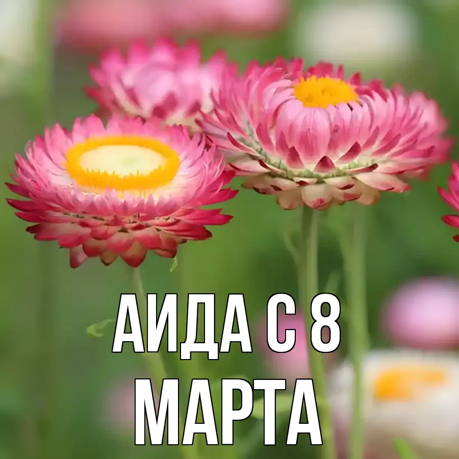 ОТКРЫТКА АИДА