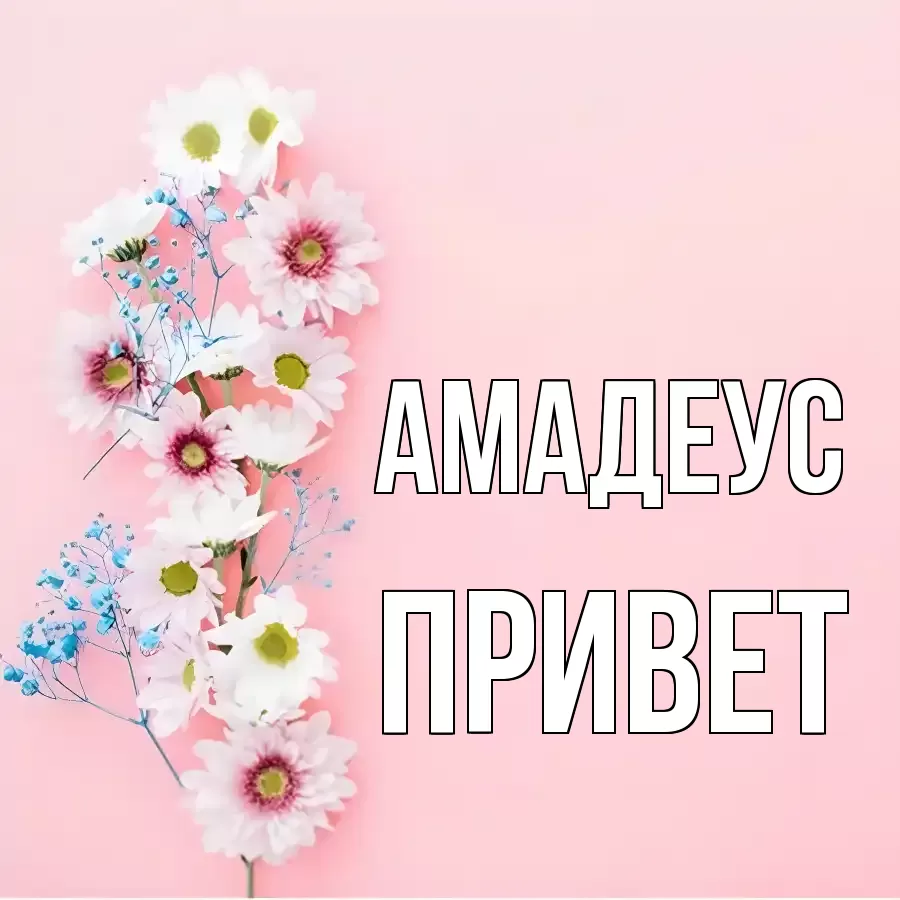 ОТКРЫТКА АМАДЕУС