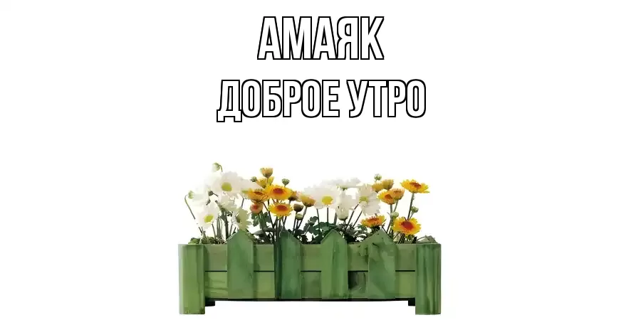ДОБРОЕ УТРО АМАЯК