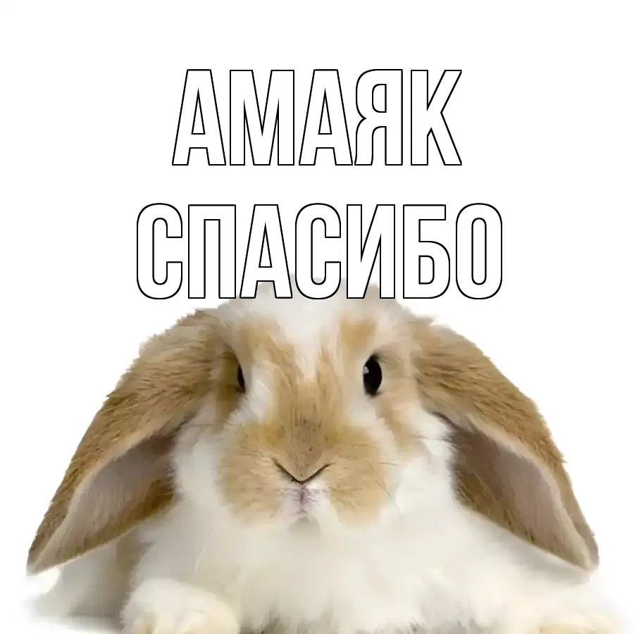 ОТКРЫТКА АМАЯК