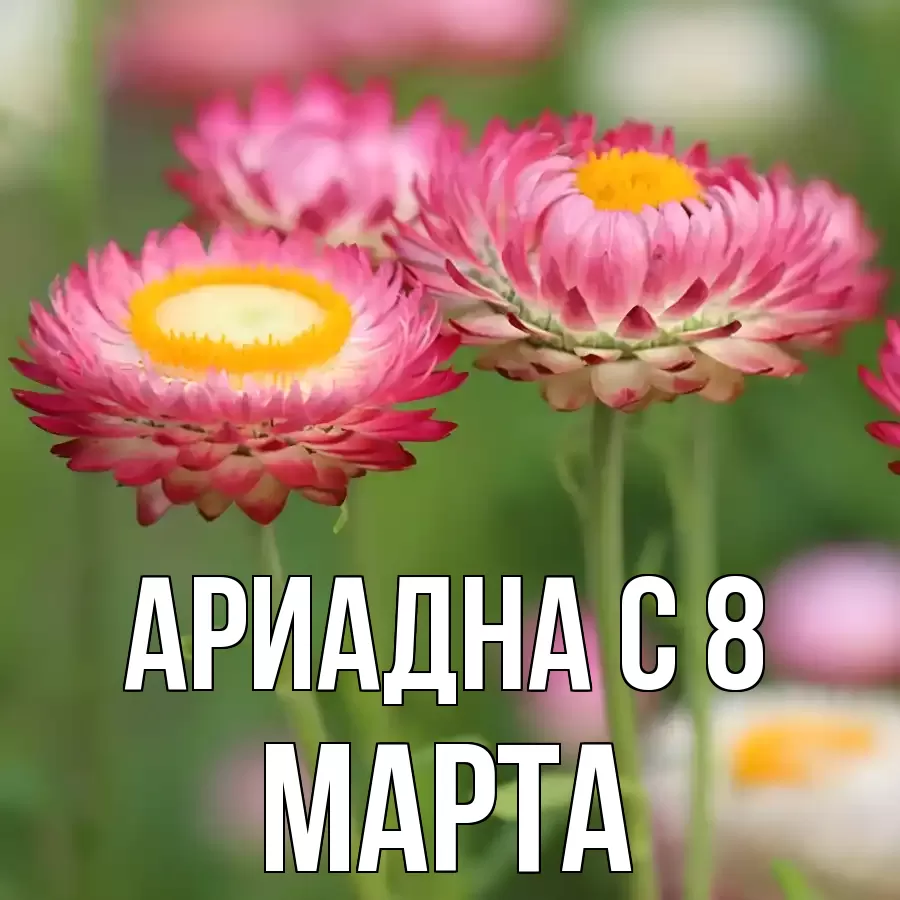 ОТКРЫТКА АРИАДНА