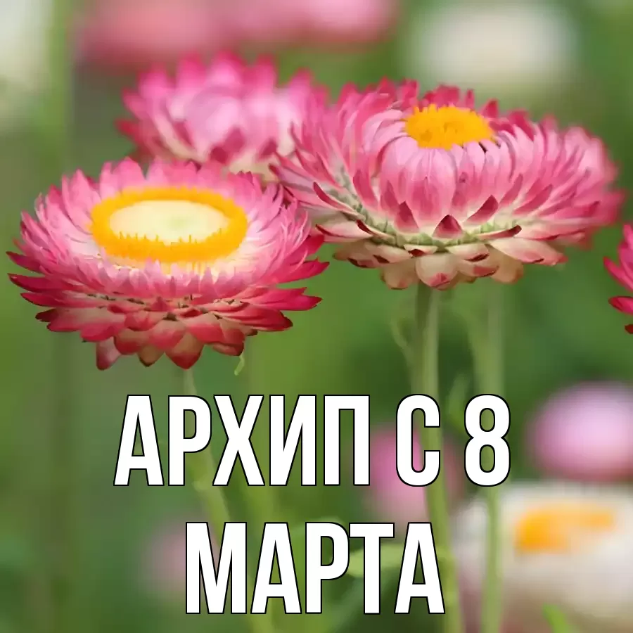 ОТКРЫТКА АРХИП