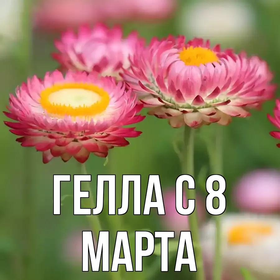 ОТКРЫТКА ГЕЛЛА