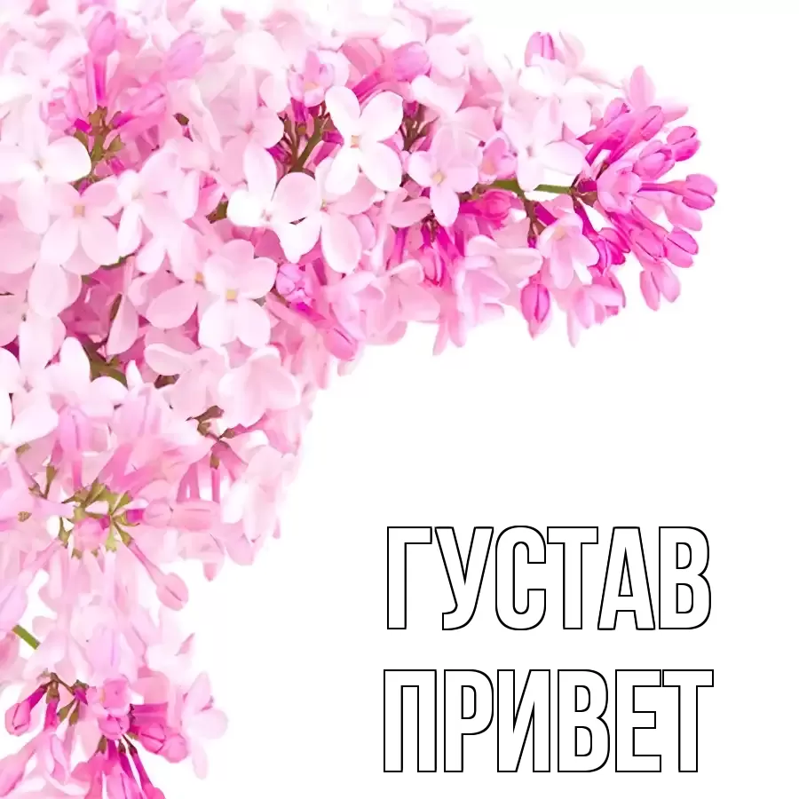 ОТКРЫТКА ГУСТАВ