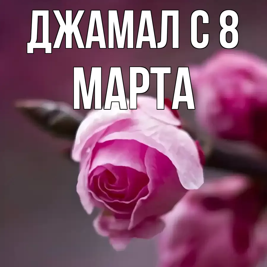 ОТКРЫТКА ДЖАМАЛ