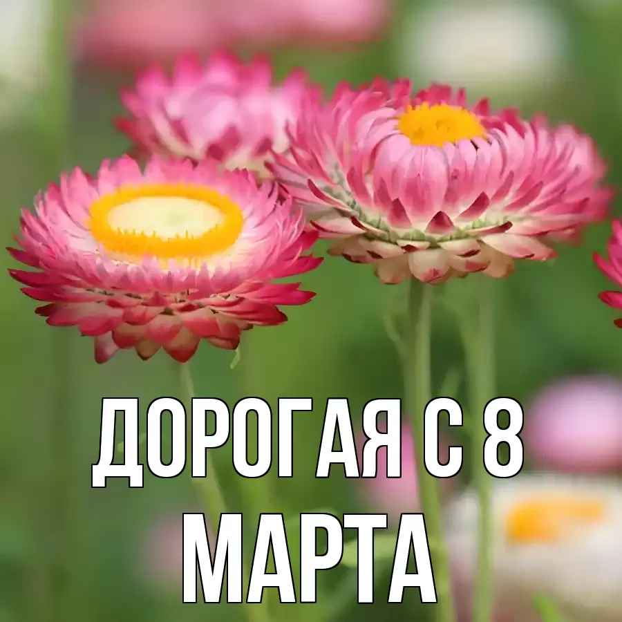 ОТКРЫТКА ДОРОГАЯ